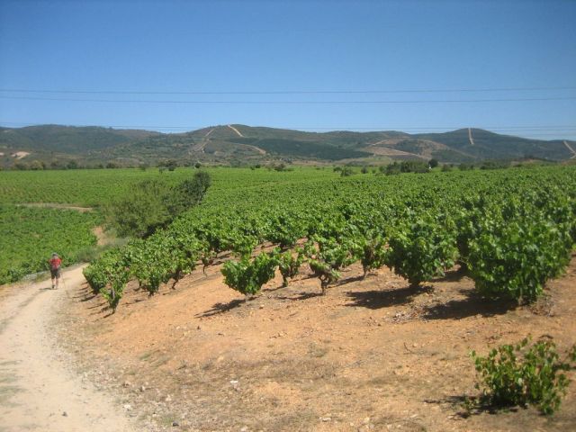 Weinberge im Bierzo